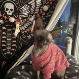 Entry image for Potato