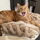 Entry image for Buzz