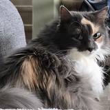 Entry image for June Carter