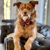 Entry image for Mr. Pickles