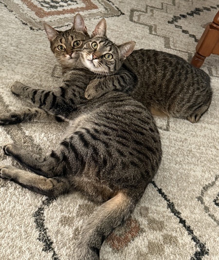 Entry image for Cooper & Hunter. Clicking this image will show a larger photo