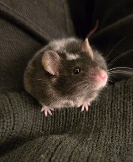 Entry image for Pickles. Clicking this image will show a larger photo