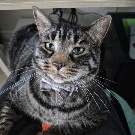 Entry image for Loki. Clicking this image will show a larger photo