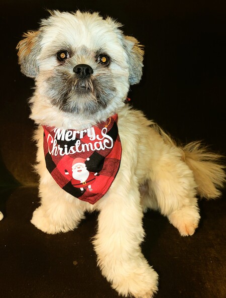 Entry image for ZIGGY . Clicking this image will show a larger photo