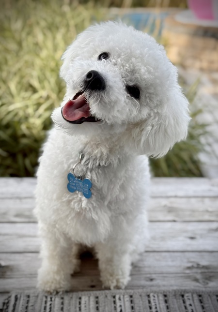 Entry image for Winston . Clicking this image will show a larger photo