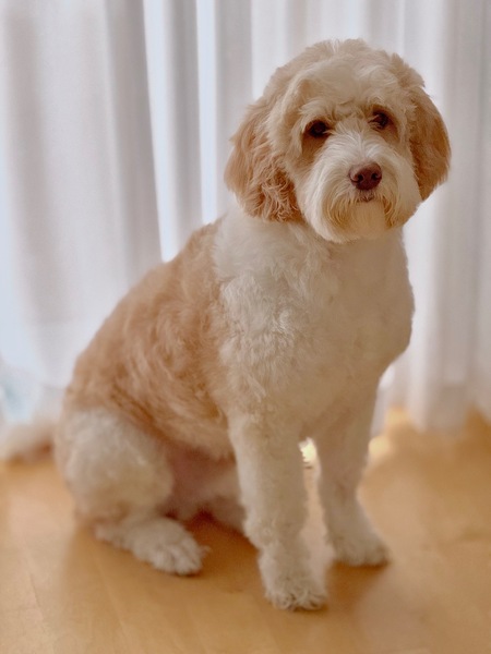 Entry image for Bruno. Clicking this image will show a larger photo