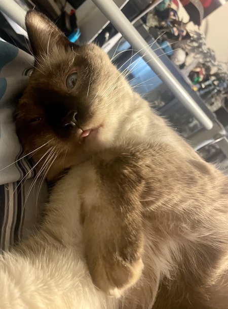 Entry image for Laila. Clicking this image will show a larger photo