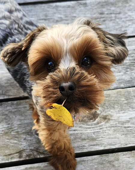 Entry image for Harper. Clicking this image will show a larger photo