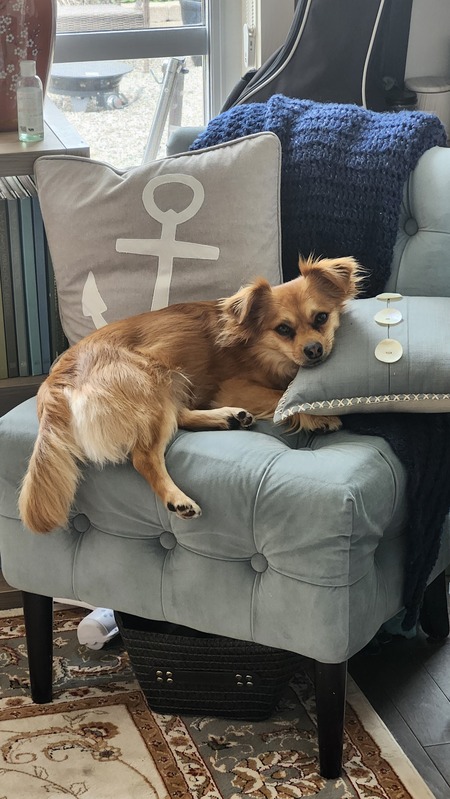 Entry image for Flynn. Clicking this image will show a larger photo