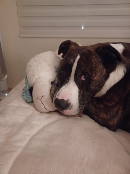 Entry image for AJ . Clicking this image will show a larger photo