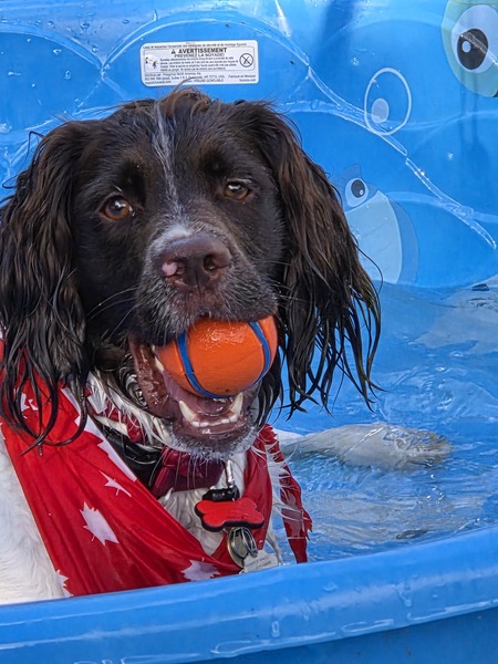 Entry image for Remi. Clicking this image will show a larger photo