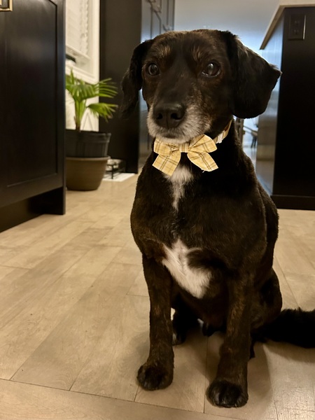 Entry image for Reilly . Clicking this image will show a larger photo