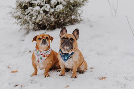 Entry image for Turk & Tank. Clicking this image will show a larger photo