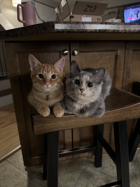 Entry image for Auggie & Lilly . Clicking this image will show a larger photo