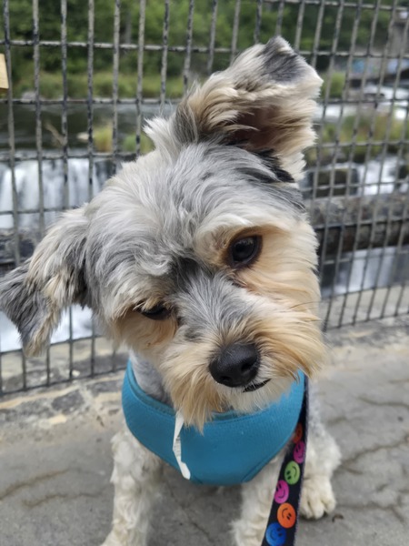 Entry image for Mouse. Clicking this image will show a larger photo