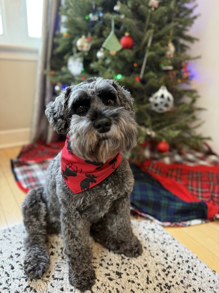 Entry image for Moose. Clicking this image will show a larger photo