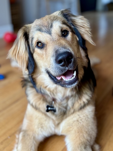 Entry image for Moose. Clicking this image will show a larger photo