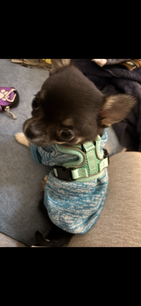 Entry image for Oreo. Clicking this image will show a larger photo