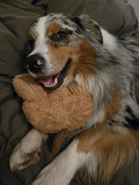 Entry image for Cubs. Clicking this image will show a larger photo