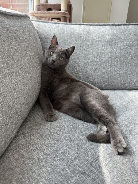 Entry image for Jasper. Clicking this image will show a larger photo