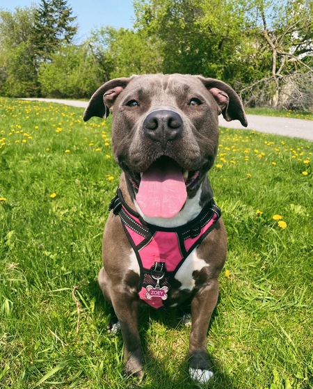 Entry image for Zoey. Clicking this image will show a larger photo