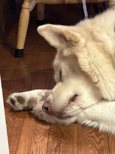 Entry image for Lucky . Clicking this image will show a larger photo