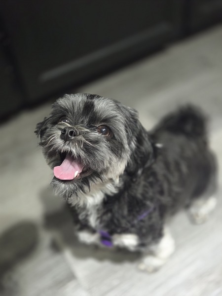 Entry image for Lucy. Clicking this image will show a larger photo