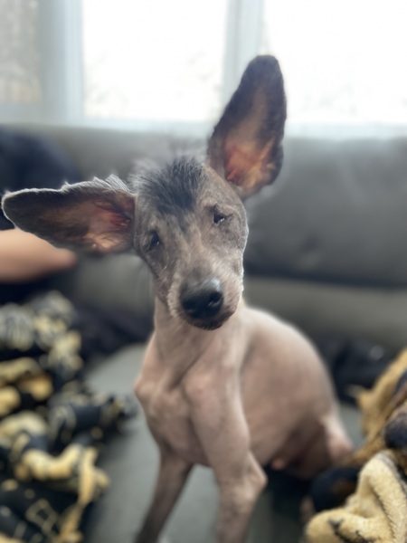 Entry image for Bonsai . Clicking this image will show a larger photo