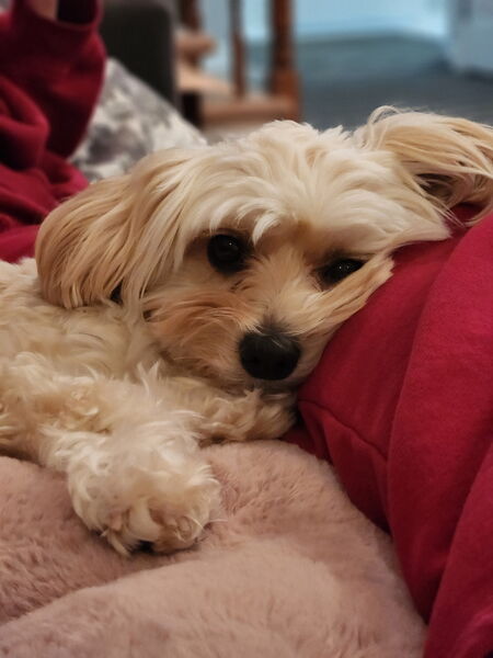 Entry image for Daisy Gonzalez. Clicking this image will show a larger photo