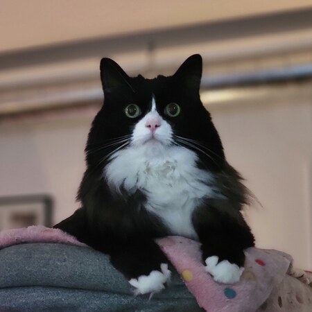 Entry image for Walter Waffles. Clicking this image will show a larger photo