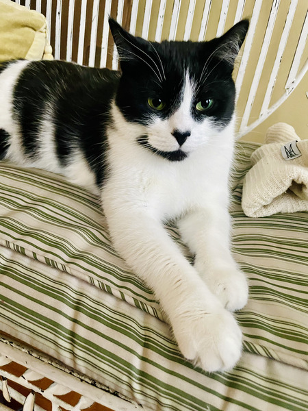 Entry image for Clover. Clicking this image will show a larger photo