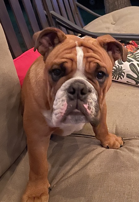 Entry image for Henry AKA Hanky Panky. Clicking this image will show a larger photo