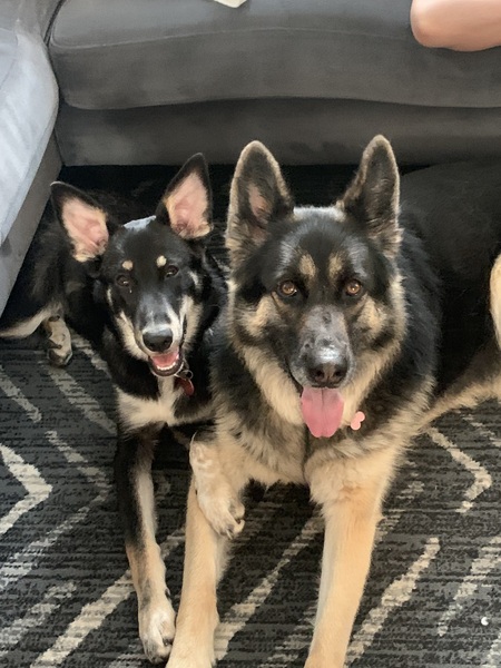 Entry image for Bella and Eva . Clicking this image will show a larger photo