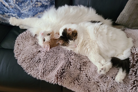 Entry image for Caramel and Griffon. Clicking this image will show a larger photo