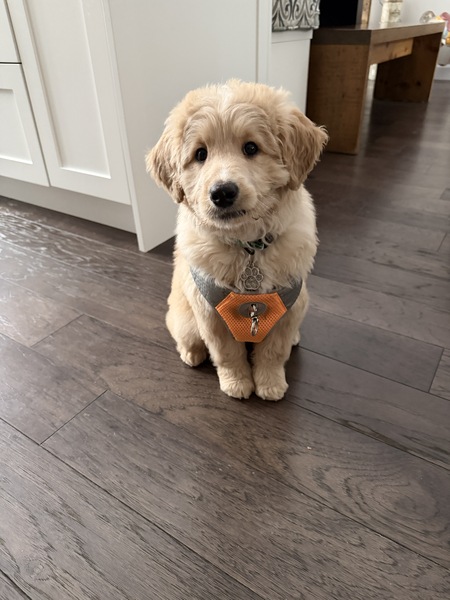 Entry image for Calvan . Clicking this image will show a larger photo