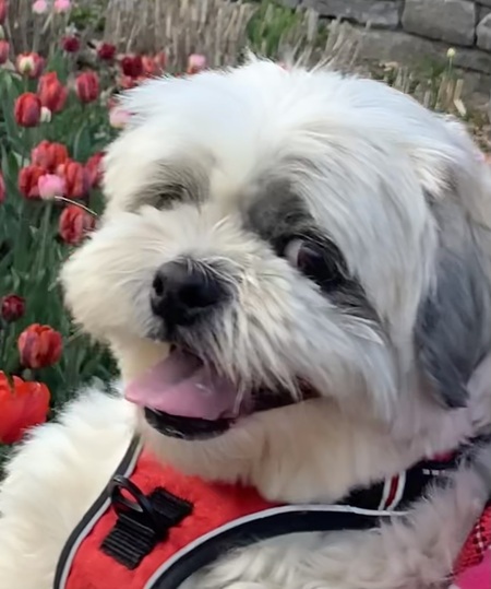 Entry image for Barley. Clicking this image will show a larger photo