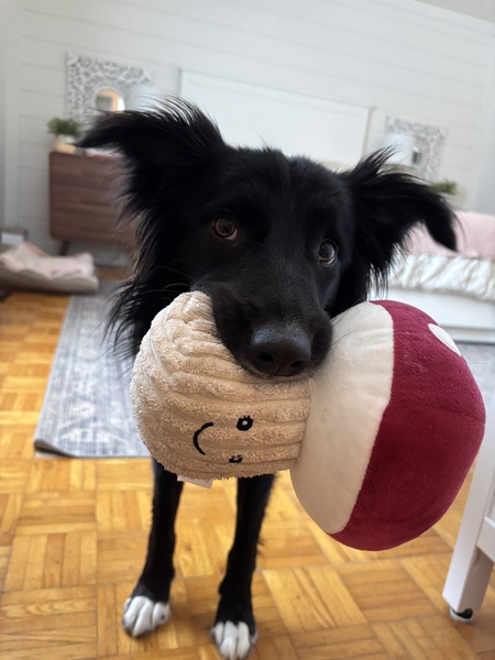 Entry image for Mandi. Clicking this image will show a larger photo