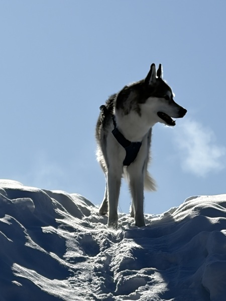 Entry image for Balto Cronin. Clicking this image will show a larger photo