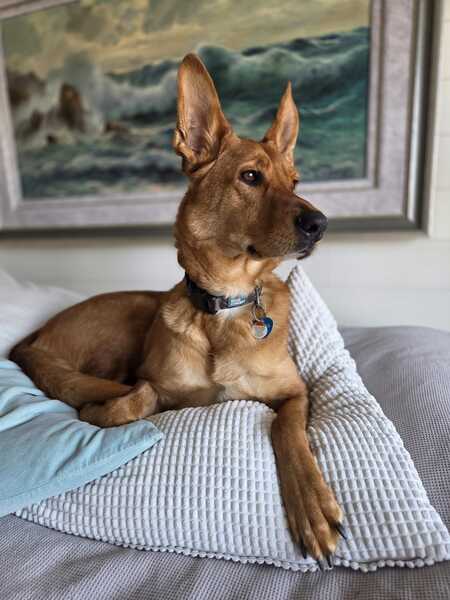 Entry image for George. Clicking this image will show a larger photo