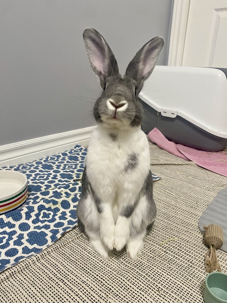 Entry image for Henley. Clicking this image will show a larger photo