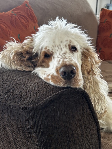 Entry image for Harley. Clicking this image will show a larger photo