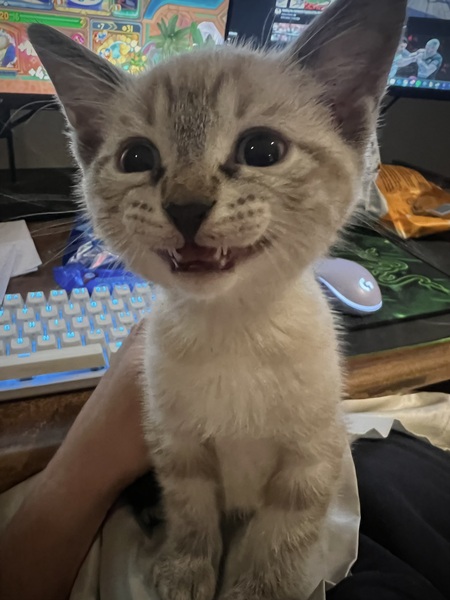 Entry image for Eddie. Clicking this image will show a larger photo