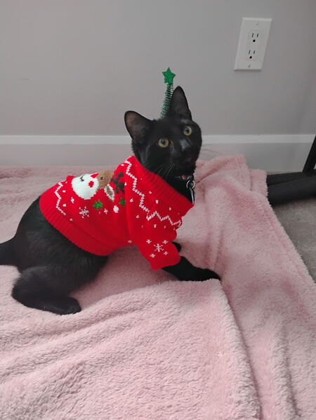 Entry image for Jonesy. Clicking this image will show a larger photo