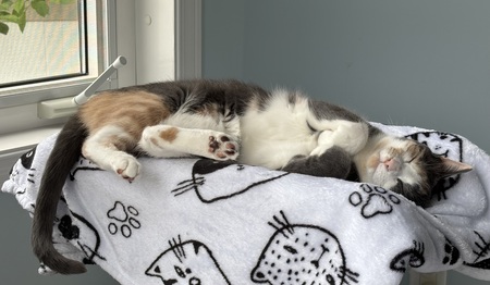 Entry image for Melly. Clicking this image will show a larger photo