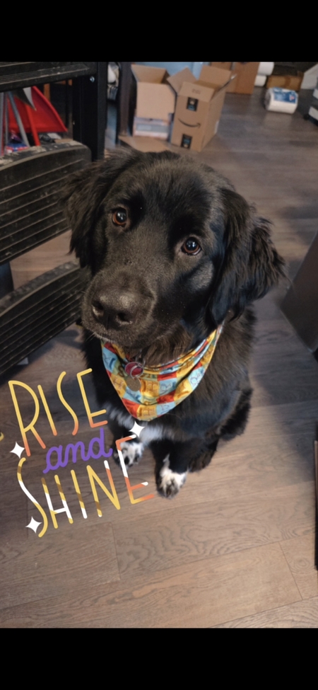 Entry image for Razzle. Clicking this image will show a larger photo