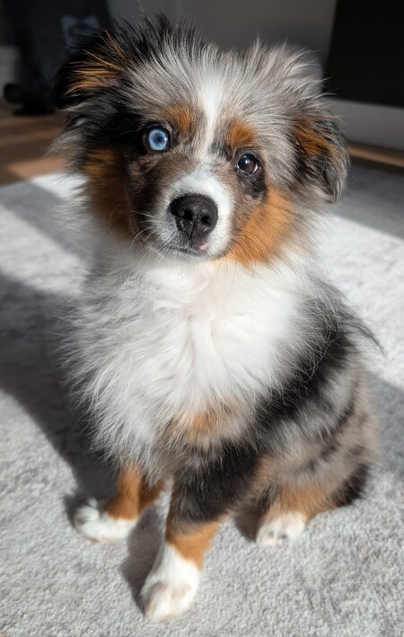 Entry image for Sif. Clicking this image will show a larger photo