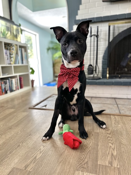 Entry image for Meeper. Clicking this image will show a larger photo