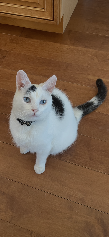 Entry image for Smudge. Clicking this image will show a larger photo