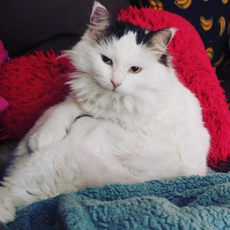 Entry image for Belle. Clicking this image will show a larger photo