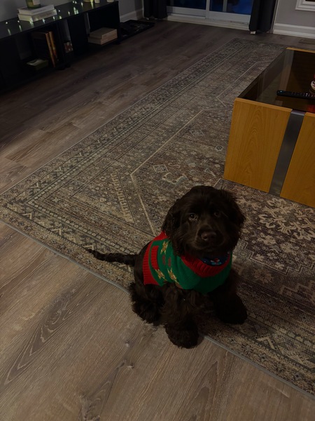 Entry image for Oliver. Clicking this image will show a larger photo